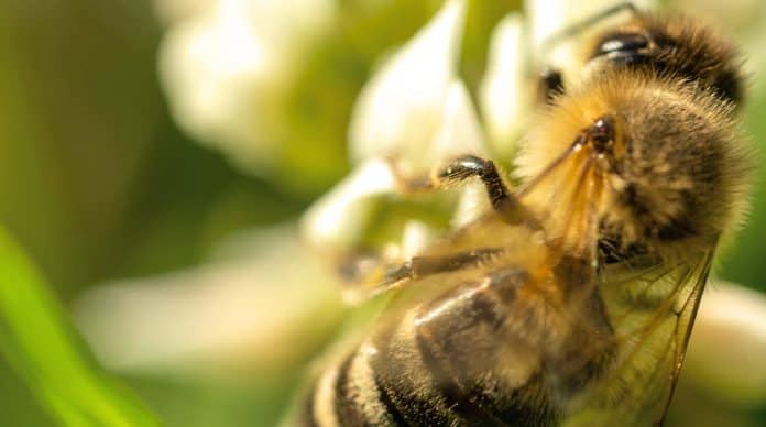 Insektenstiche