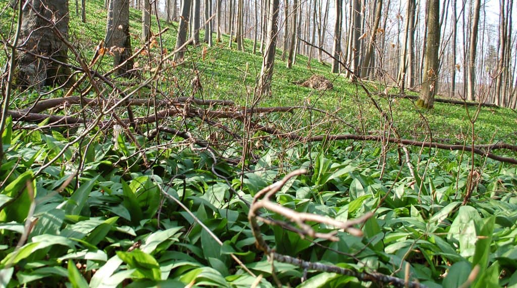 Frühling – du schmeckst so gut!