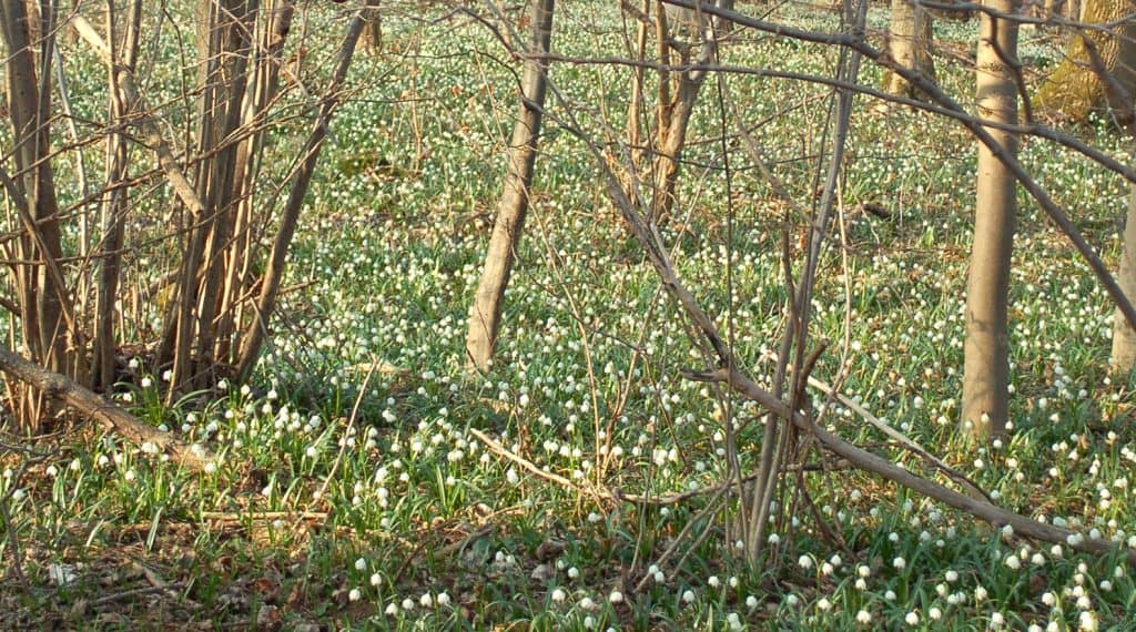 Blütenzauber & Frühlingsgefühle