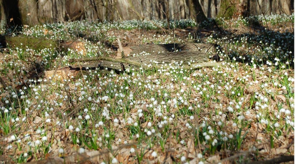 Märzenbecher-Wald und Steinerne Rinne bei Ettenstatt