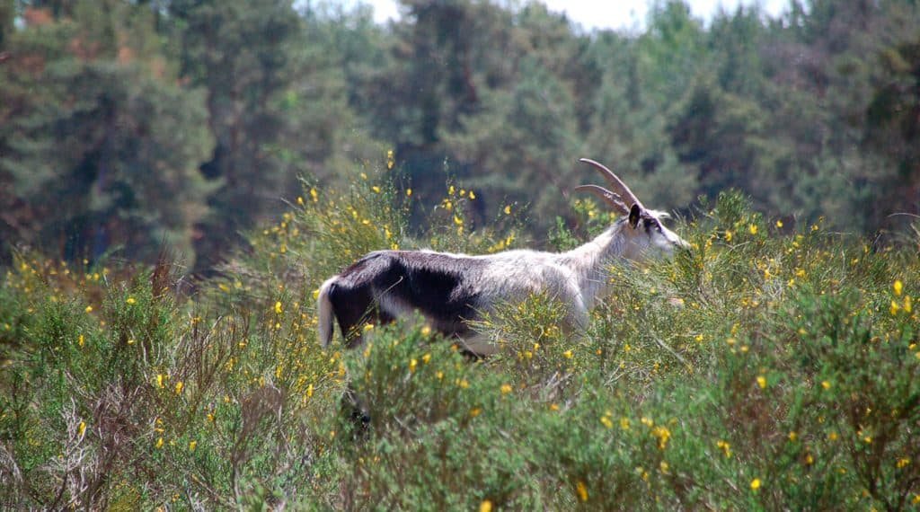 Wildpferde & Ziegen