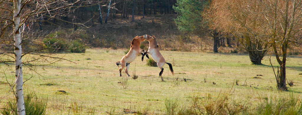 Ausflüge wildpferde tennelohe