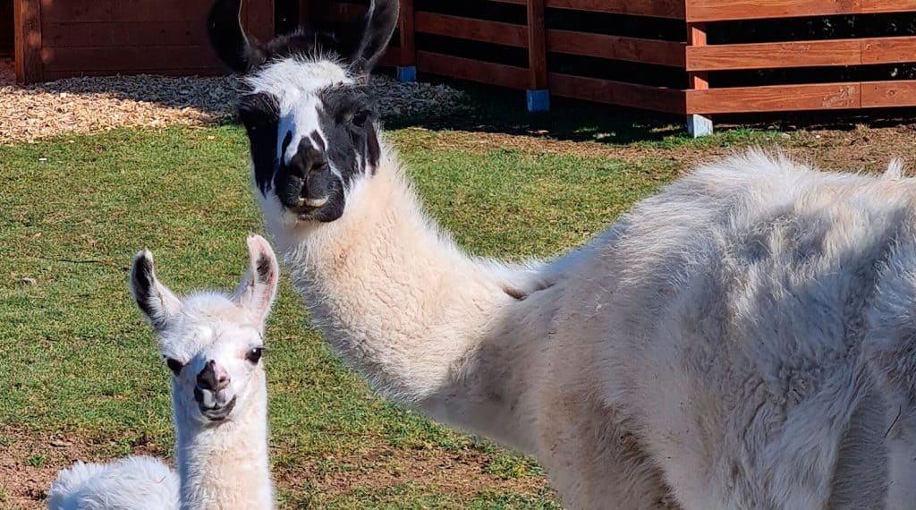 Ferienspaß im Wille-Kinderzoo