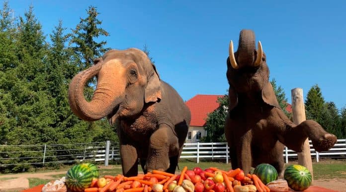 Ferienspaß im Wille-Kinderzoo