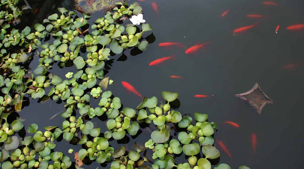 Gartenteich