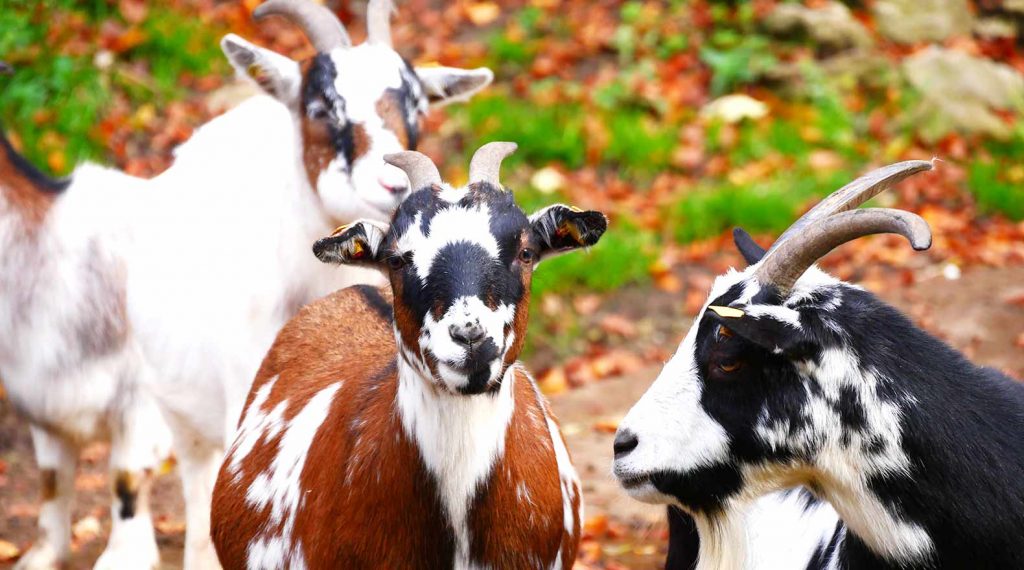 Wildpark Hundshaupten