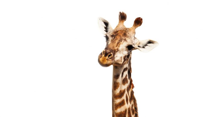 Giraffensprache